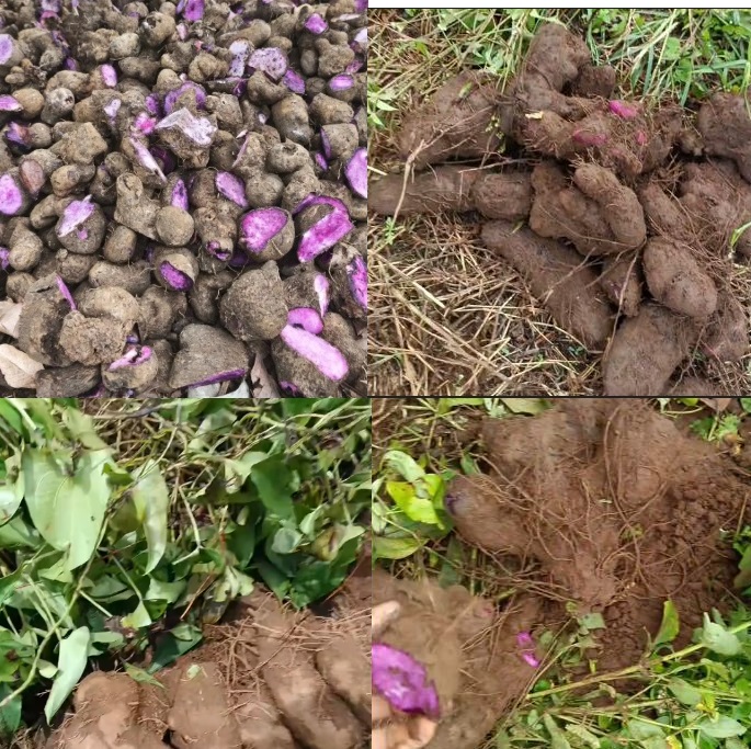 Ube Harvest, Bohol